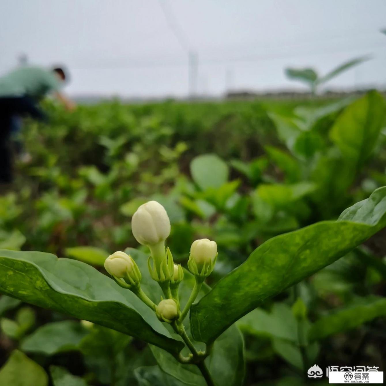 苏州茉莉花茶的口感如何？