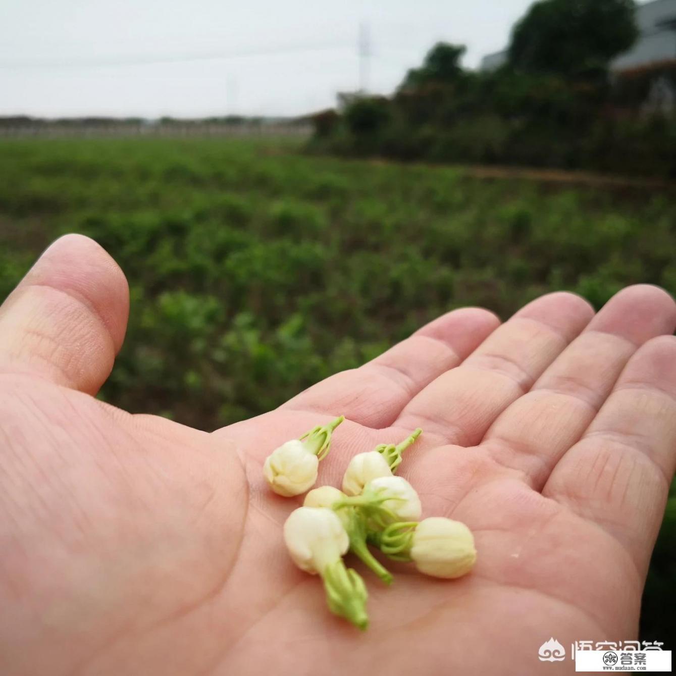 苏州茉莉花茶的口感如何？