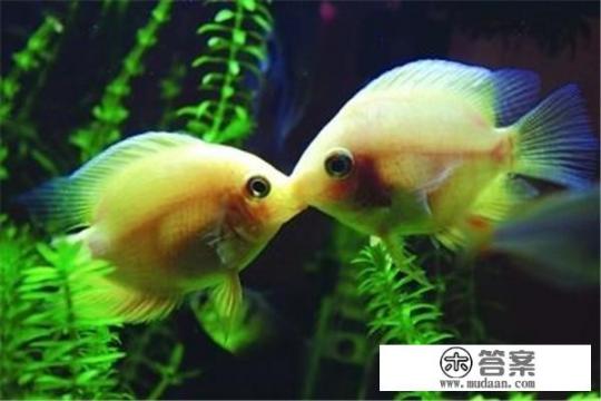 接吻鱼怎么养？