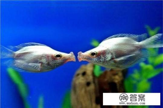 接吻鱼怎么养？