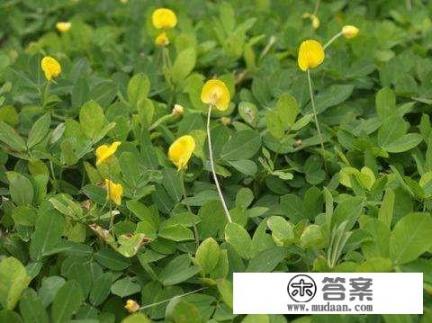 2021年11月份的花生价格预测