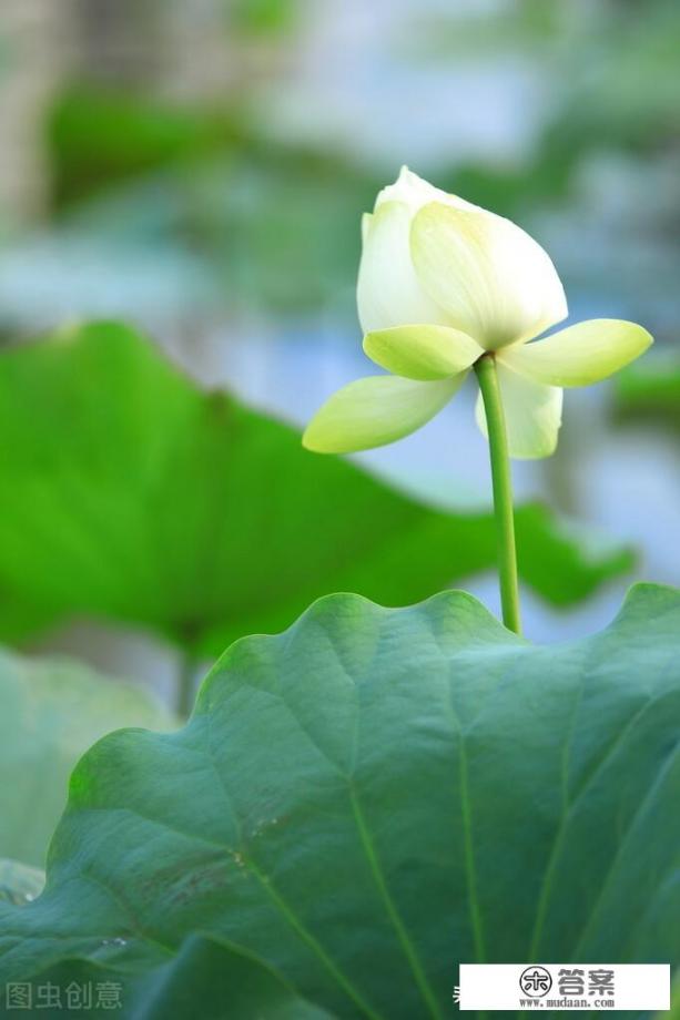 你遇到过白莲花吗