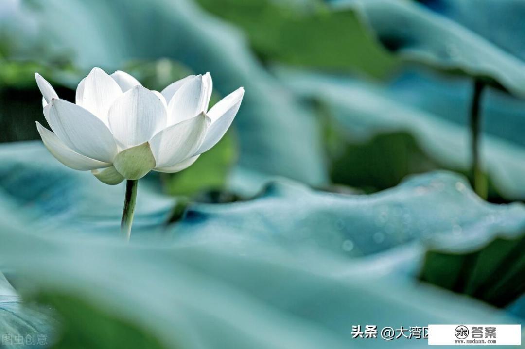 你遇到过白莲花吗