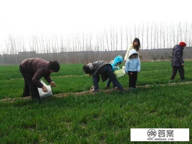 馍馍柳野菜怎么做好吃