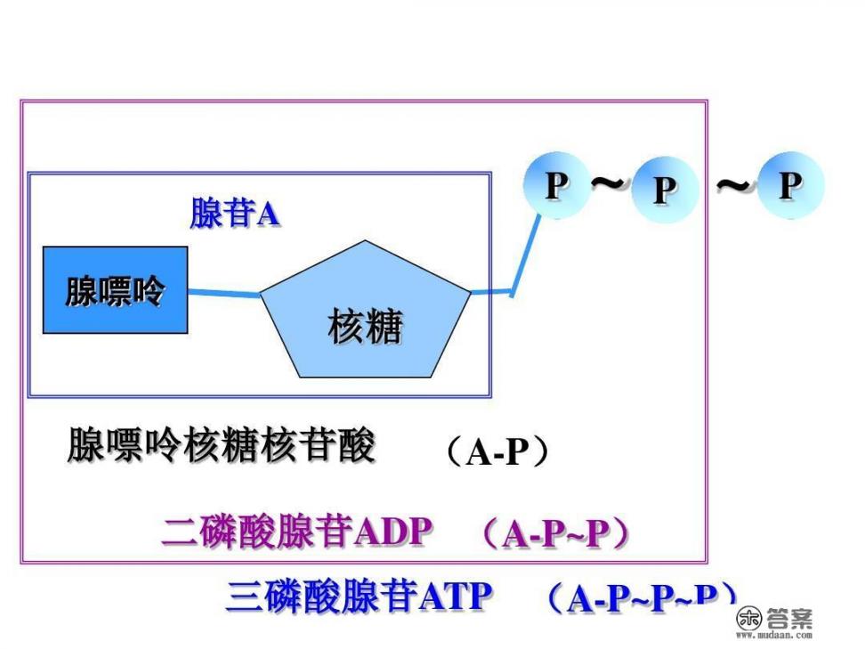 atp磷酸基团名称