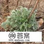 什么野菜可以吃