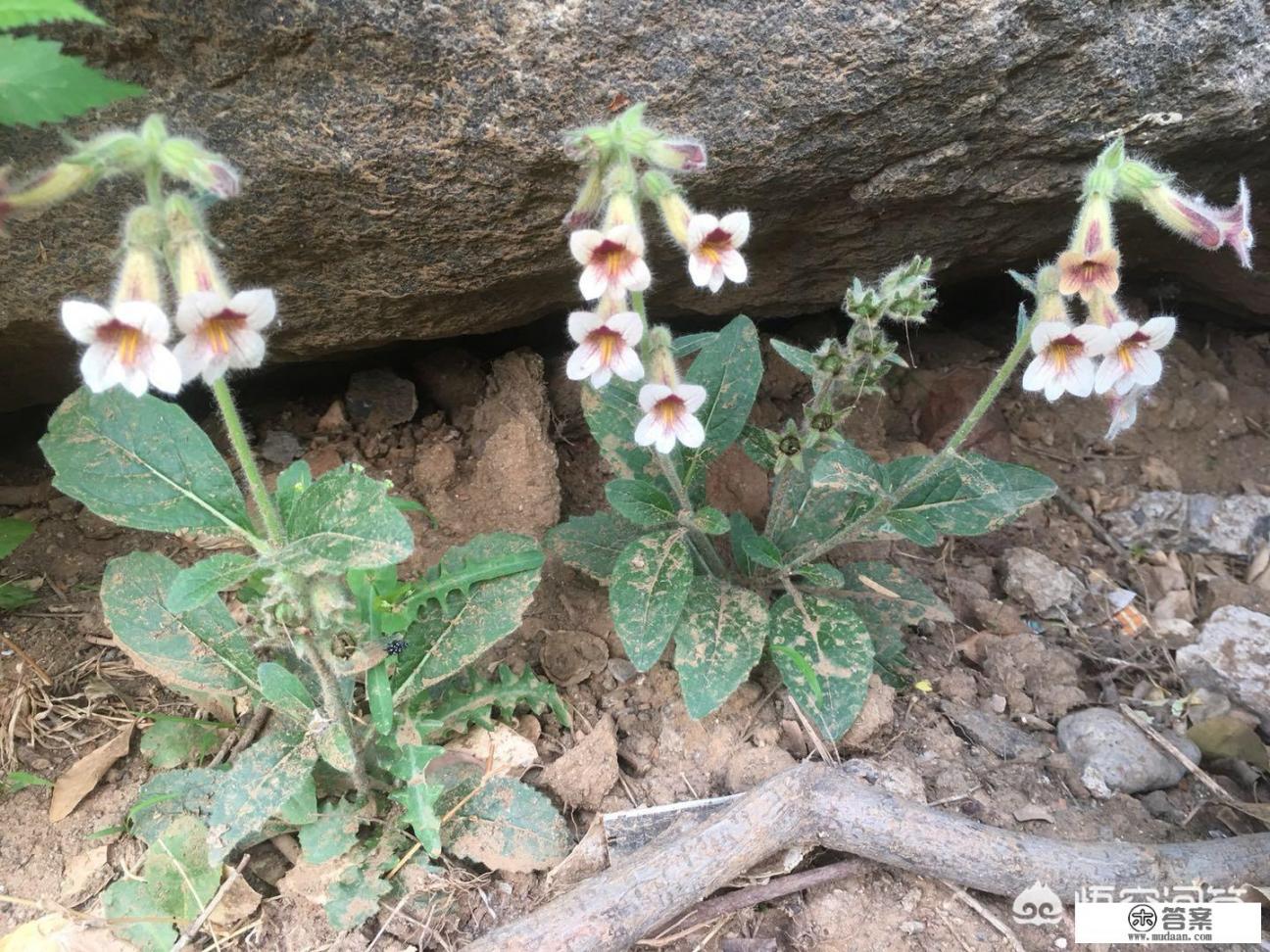 地黄根叶和花怎么用？什么时候挖