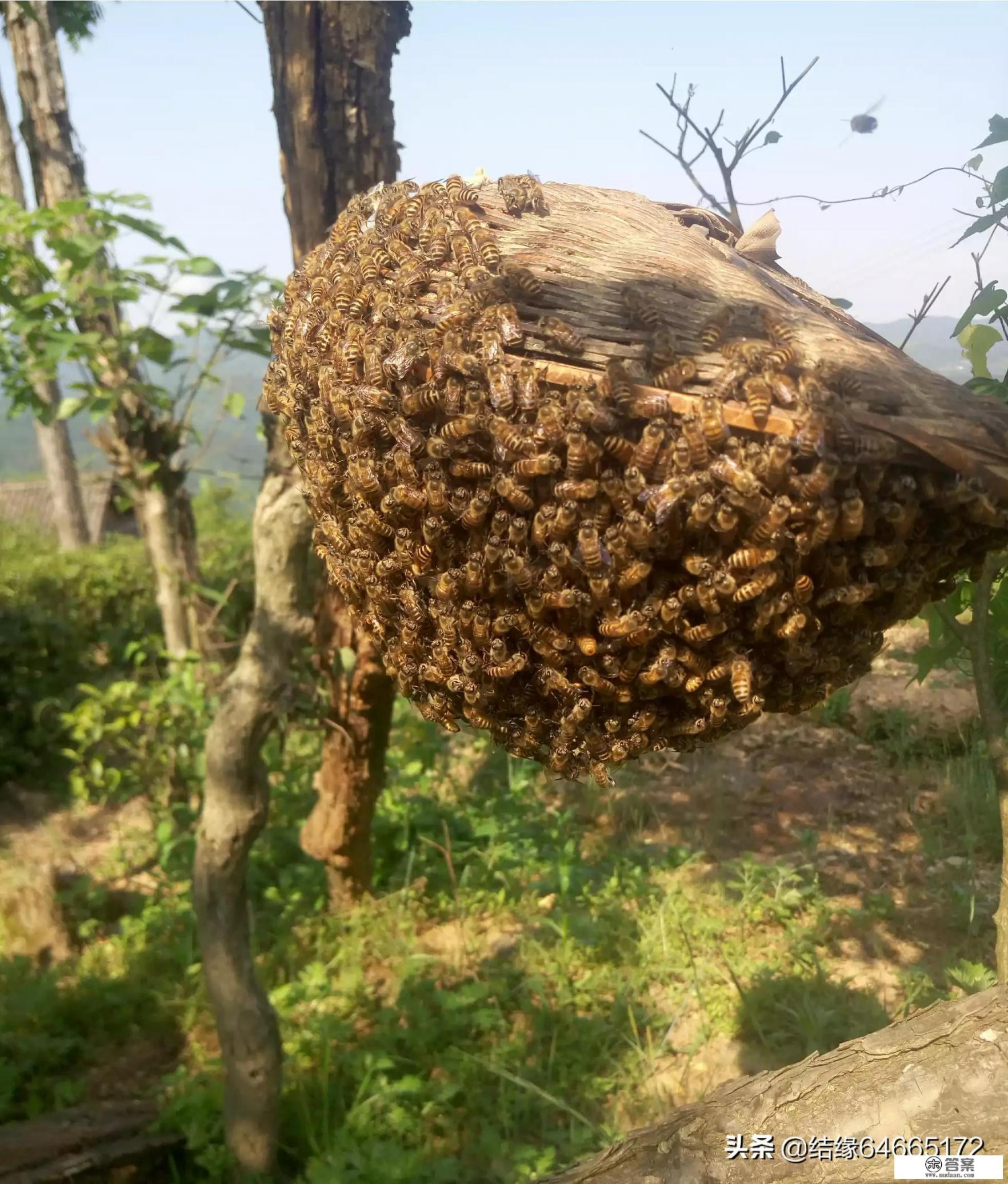 什么蜂蜜才算是真正的土蜂蜜，土蜂蜜是如何定义的