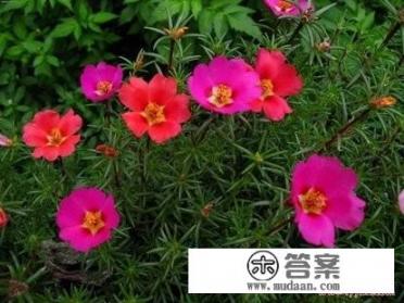 【太阳花种植】太阳花怎么养护才最美？