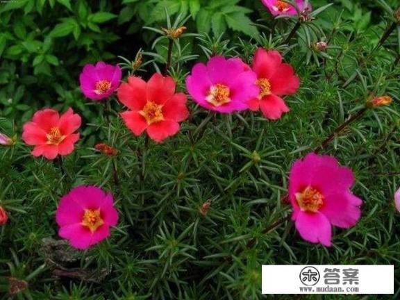 【太阳花种植】太阳花怎么养护才最美？