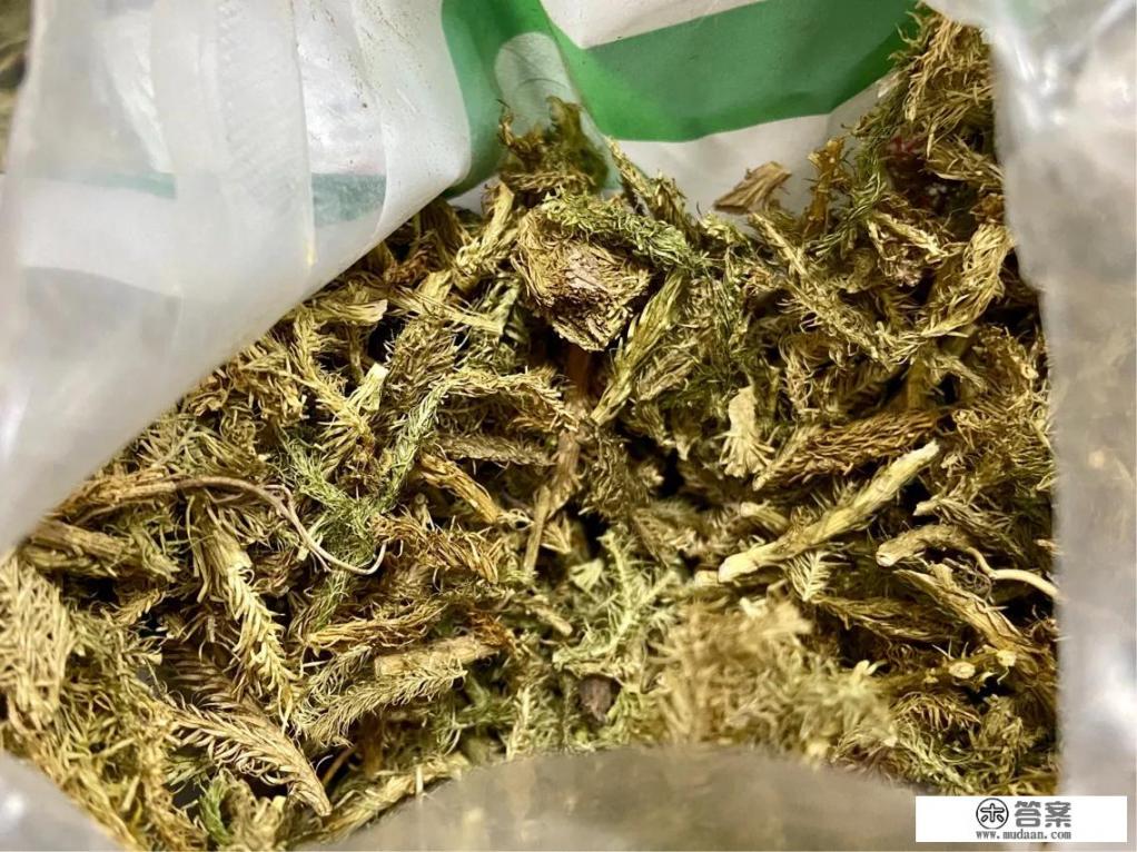 中药伸筋草的药用功效和副作用？