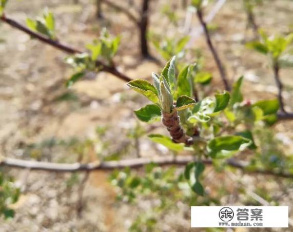 苹果花能泡茶喝吗？