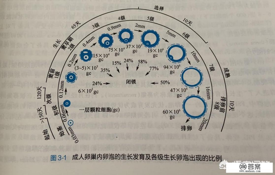 促排卵的食物有哪些？