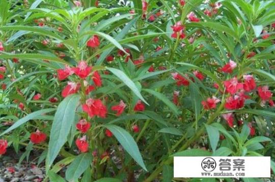 凤仙花又叫透骨草，词条“透筋骨”搜索出来的透骨草和凤仙花又名叫透骨草植物怎么不一样，谁是错的呢？