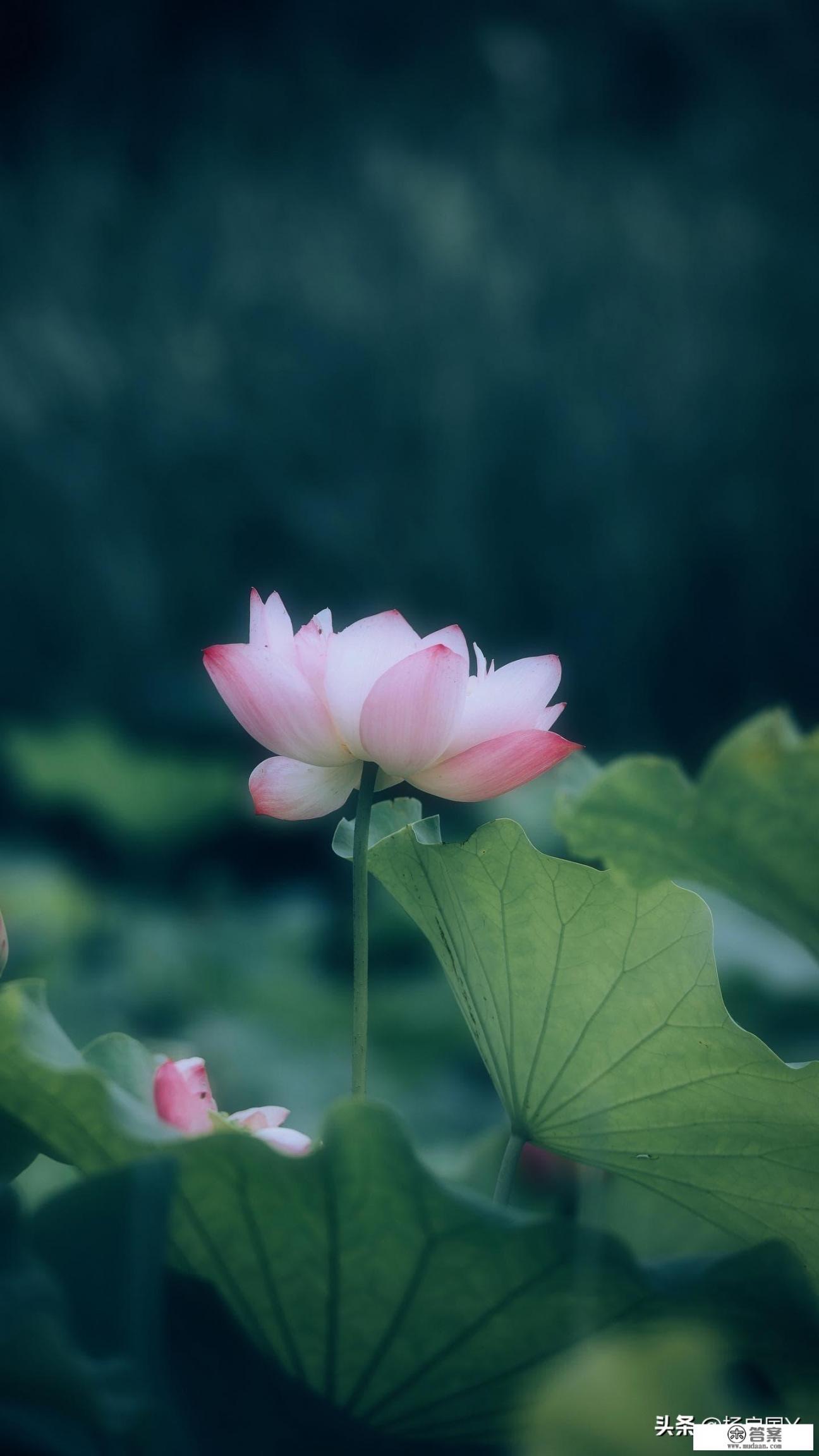 蔬菜;果树;园艺;农作物;植物保护;畜牧兽医这些专业哪个最好最有发展前途?哪些专业将来能创业? 蔬菜;果树;园艺;农作物;植物保护;畜牧兽医这些专业哪个最好最有发展前途?哪些专业将来能创业?