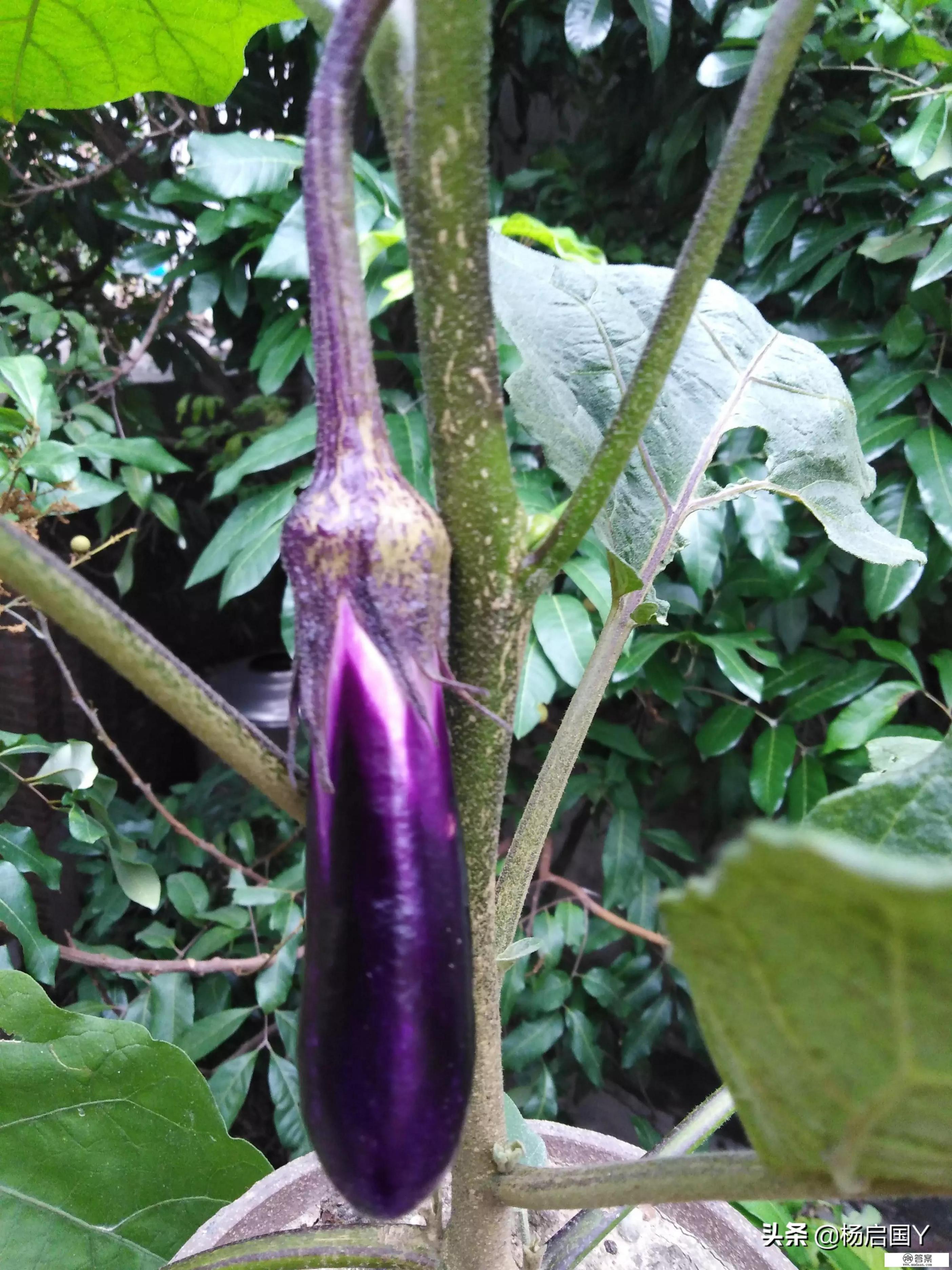 蔬菜;果树;园艺;农作物;植物保护;畜牧兽医这些专业哪个最好最有发展前途?哪些专业将来能创业? 蔬菜;果树;园艺;农作物;植物保护;畜牧兽医这些专业哪个最好最有发展前途?哪些专业将来能创业?