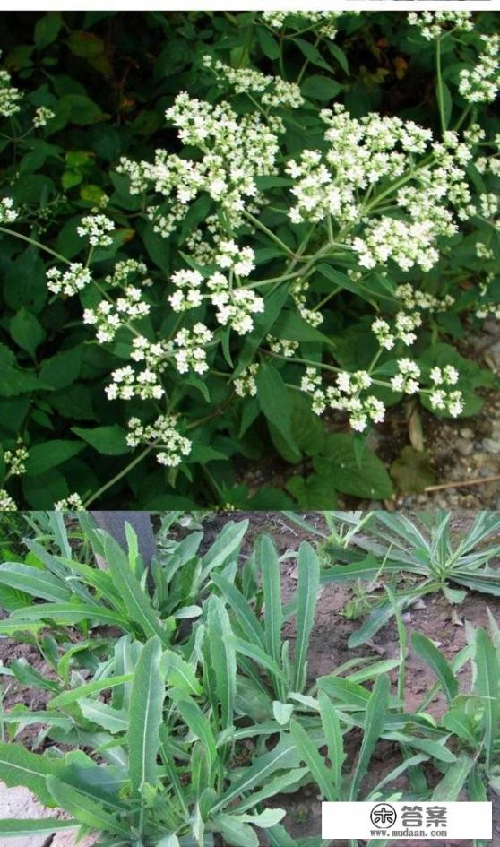 鱼塘中可以种植苦草（俗称鸭舌草）吗？