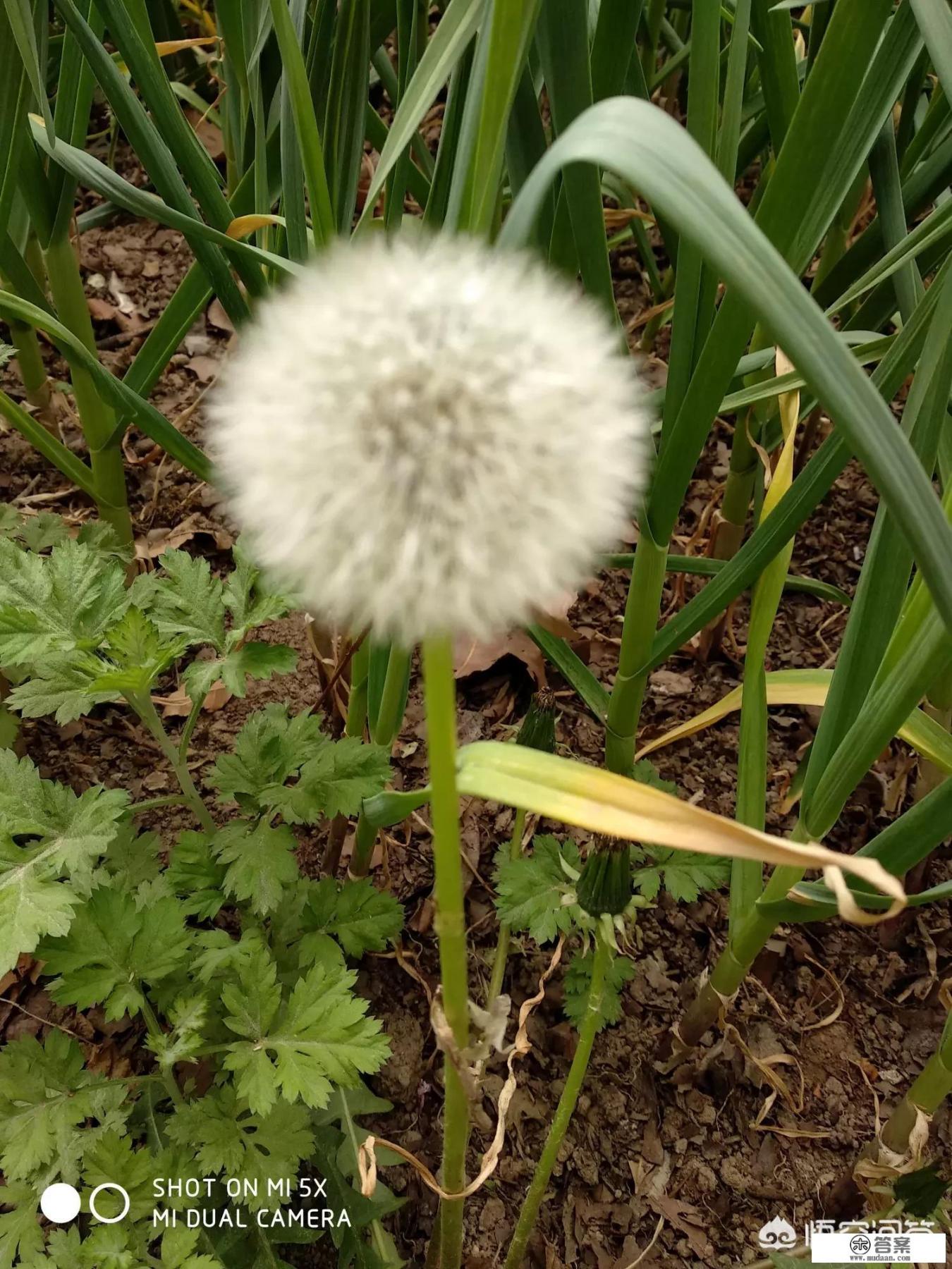 花香田园介绍？