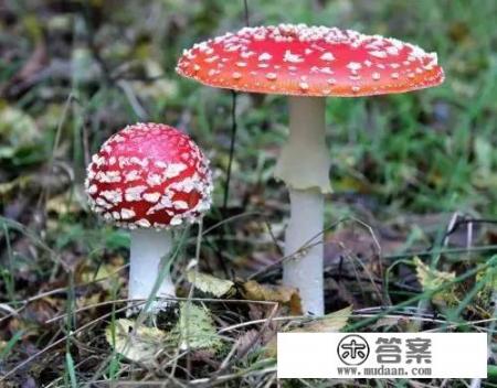 云南野生菌的种类都有哪些？