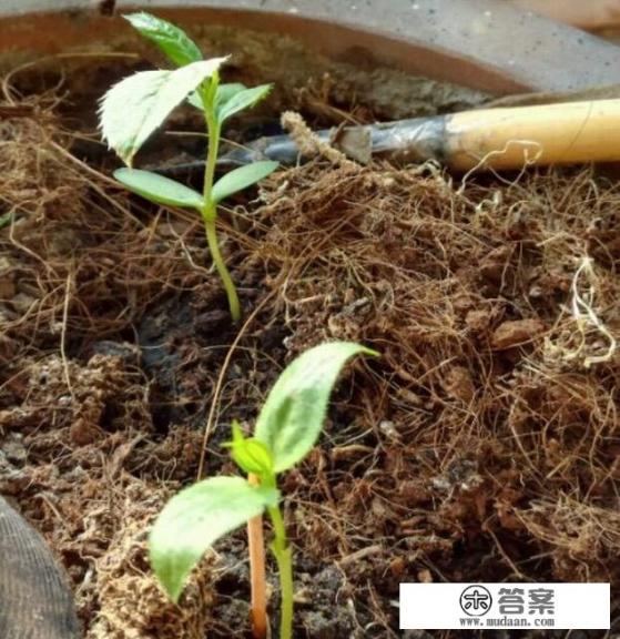 芦笋种植方法和技术？