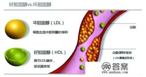 高脂肪高胆固醇的食物有哪些？