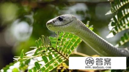 黑曼蛇和眼镜王蛇谁厉害？