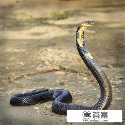 黑曼蛇和眼镜王蛇谁厉害？