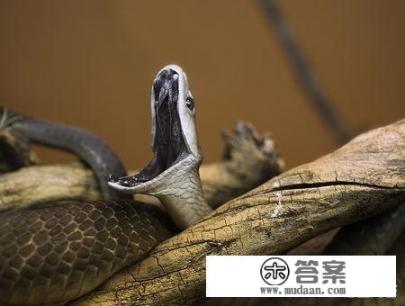 黑曼蛇和眼镜王蛇谁厉害？