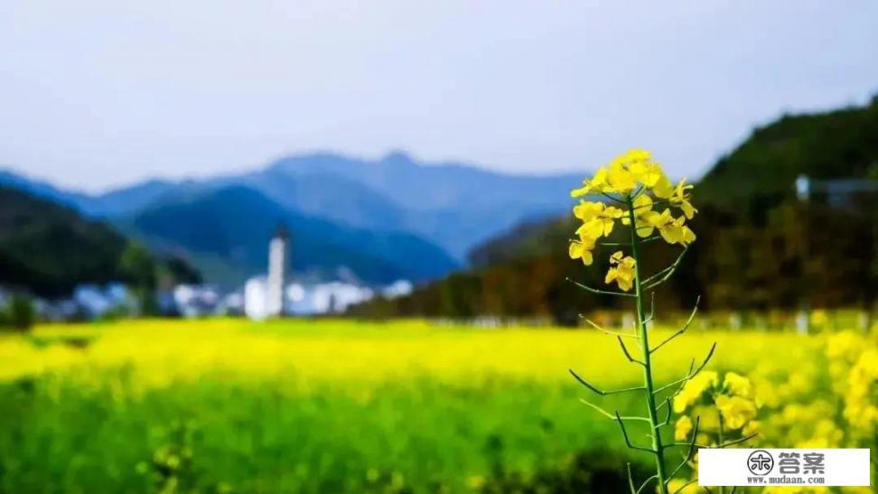 蝶恋花是什么意思？