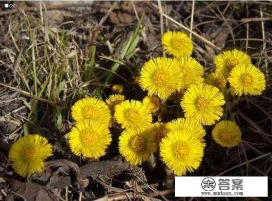 款冬花每斤30元，价格看涨，如何高产种植它呢？