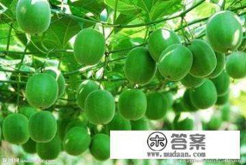 有什么减肥茶推荐吗，最好是能润肠通便的？