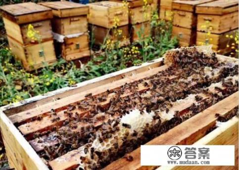 被蜜蜂蛰怎么消肿止痒？