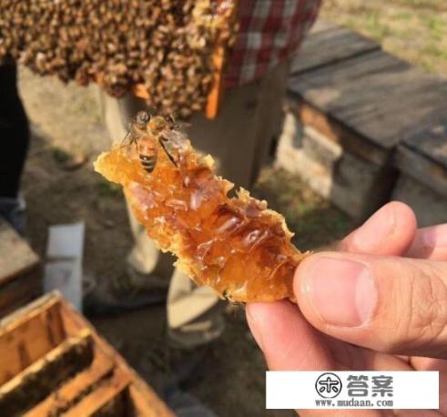 被蜜蜂蛰怎么消肿止痒？