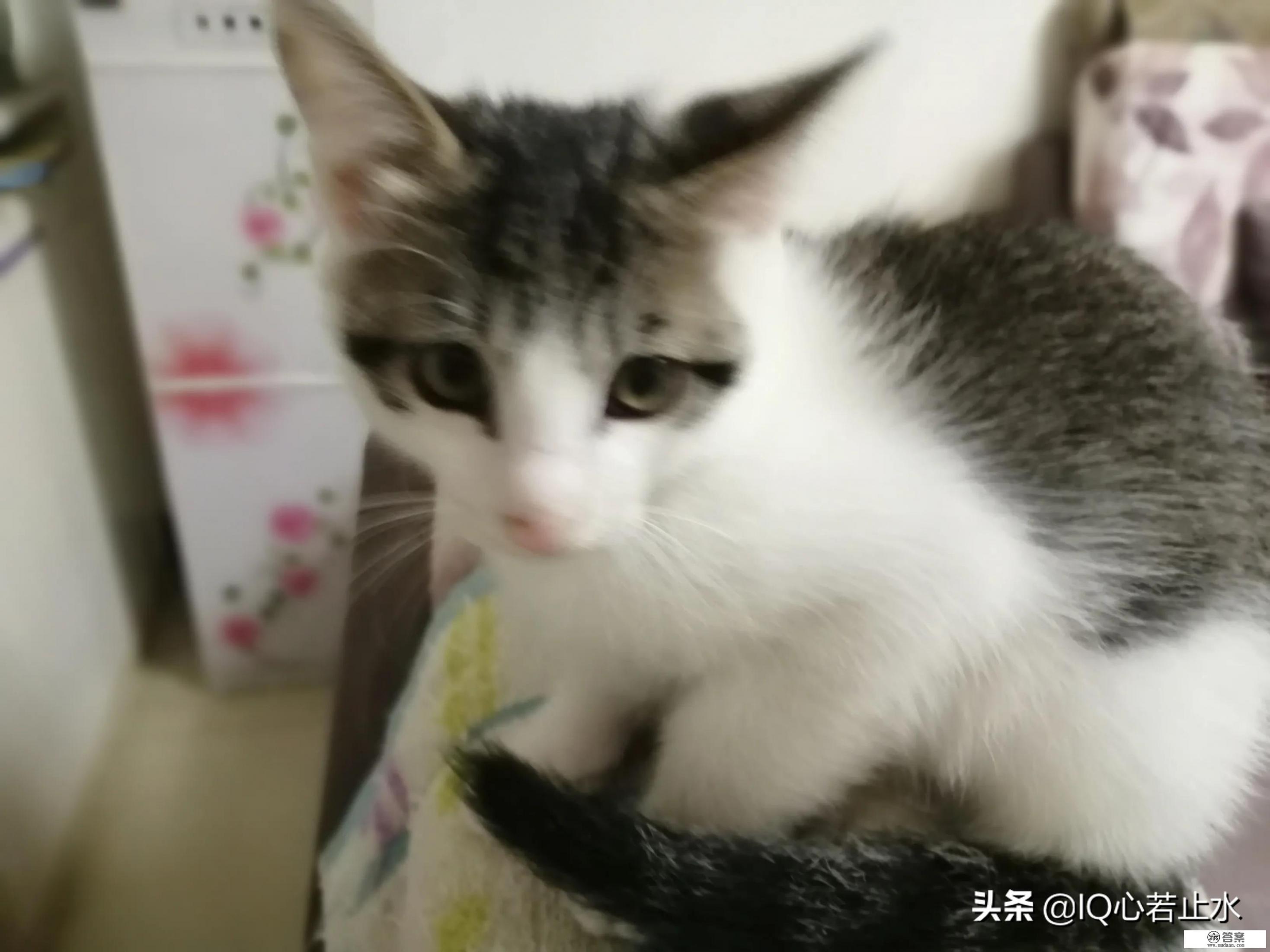 怎么自制猫玩具？