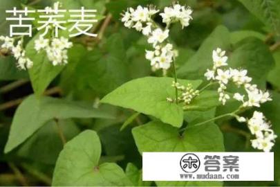 苦荞跟荞麦是不是一样？