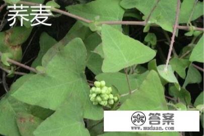 苦荞跟荞麦是不是一样？