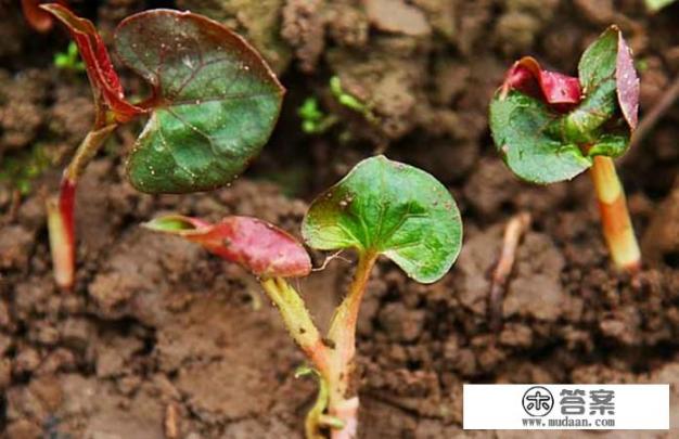 常吃鱼腥草有什么好处? 常吃鱼腥草有什么好处?