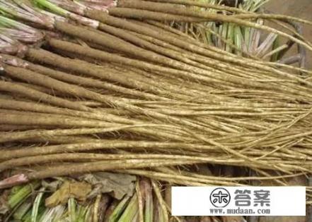 牛蒡是什么?蒡的读音? 牛蒡是什么?蒡的读音?