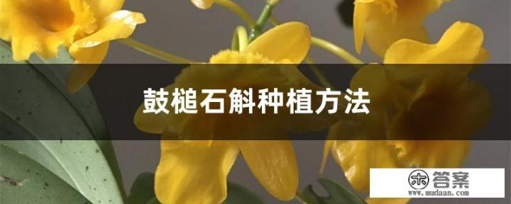 鼓槌石斛种植方法？