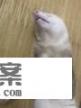 带猫字的游戏？