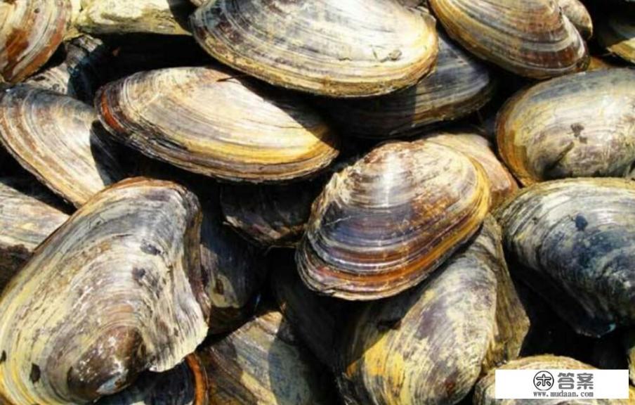 河蚌养殖方法与技巧？