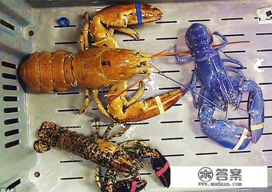 花龙虾和法国蓝龙虾哪个贵？