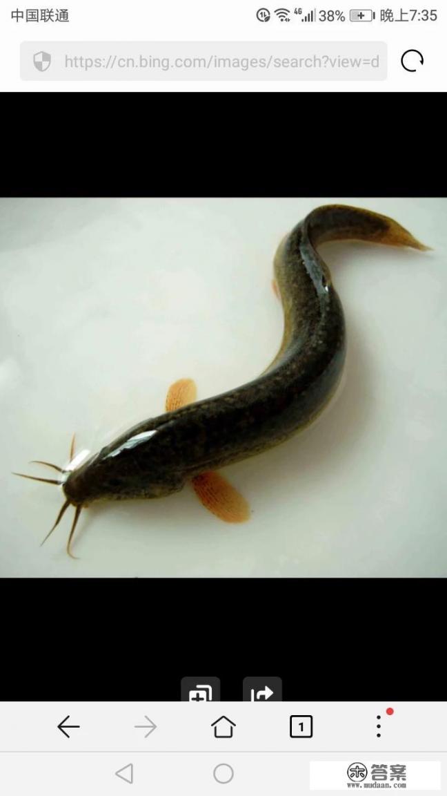 野生泥鳅的营养价值有哪些，怎么做好吃？