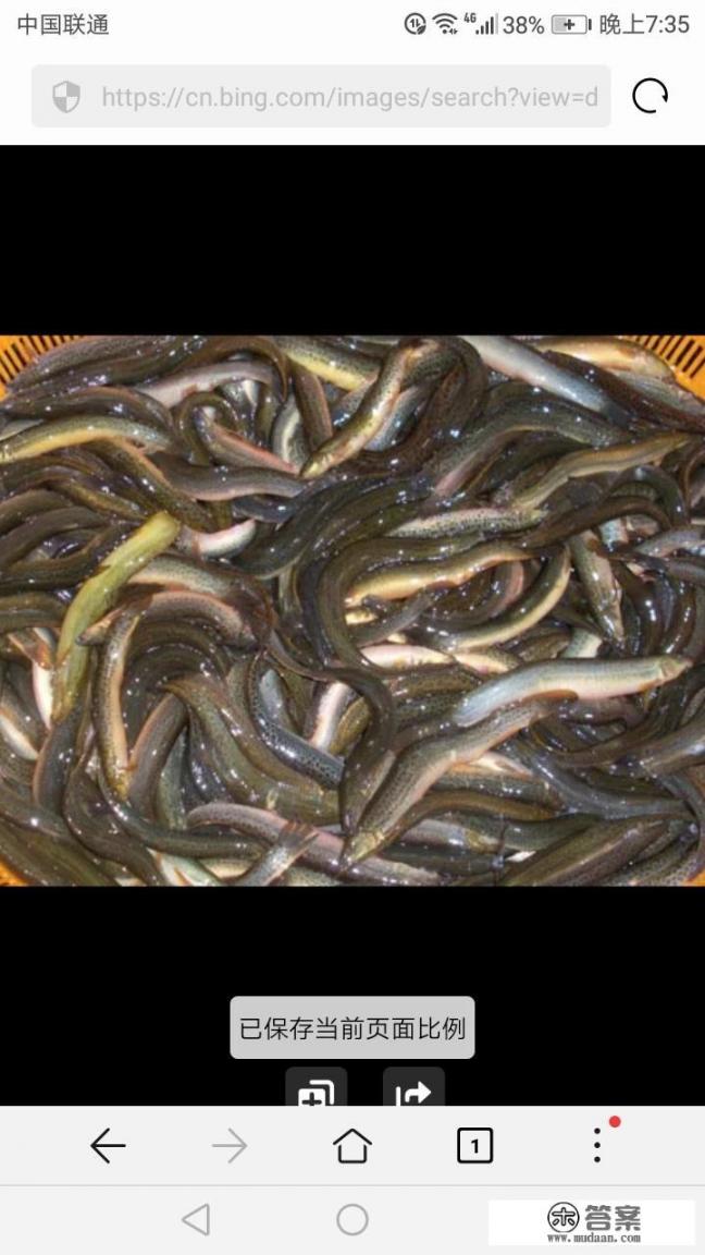 野生泥鳅的营养价值有哪些，怎么做好吃？