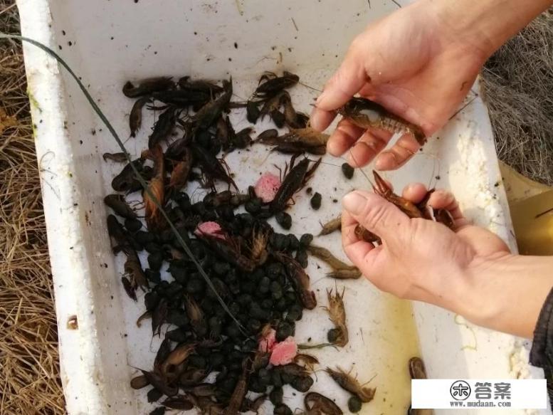 哪里有龙虾苗卖？