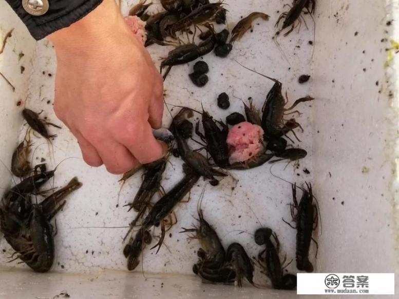 哪里有龙虾苗卖？