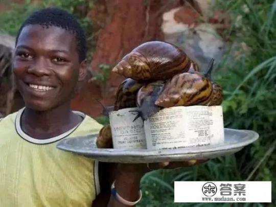 非洲大蜗牛是什么样的? 非洲大蜗牛是什么样的?