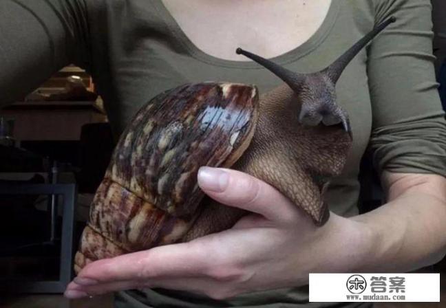 非洲大蜗牛是什么样的? 非洲大蜗牛是什么样的?