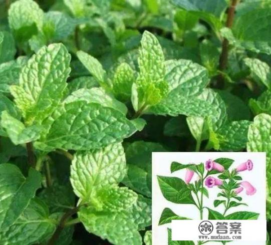 板蓝根是哪个植物根？大叶青是什么？有何作用？