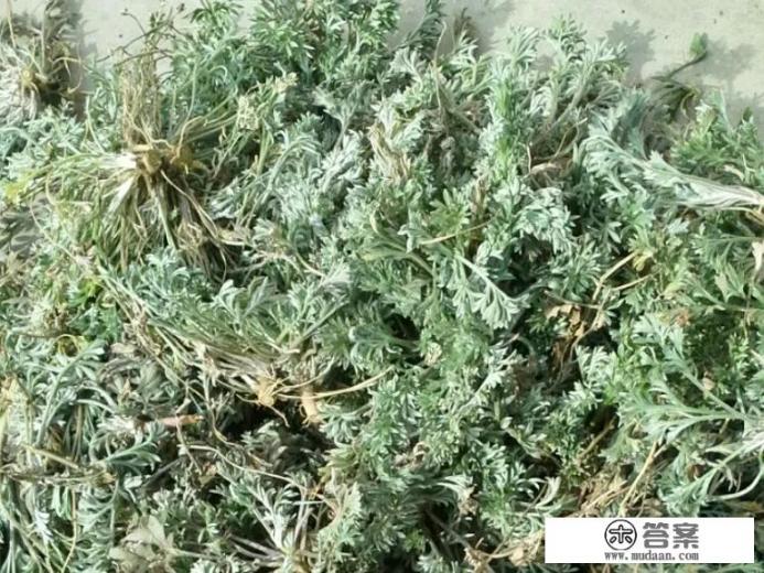 茵陈的功效与作用是什么？